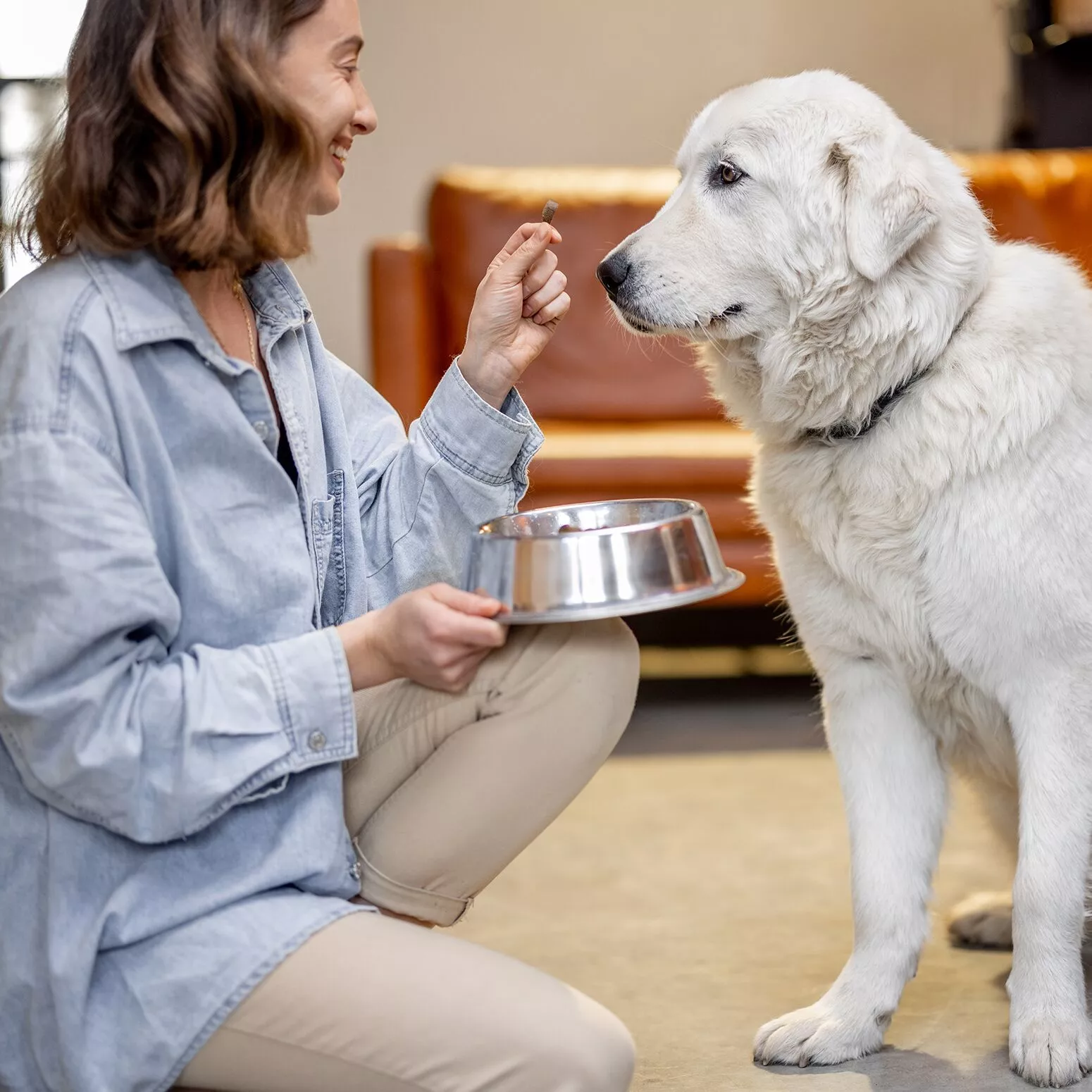 The Health Benefits of FreezeDried Dog Treats for your Pet Shepherd